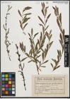 Foto von Salix purpurea L.
